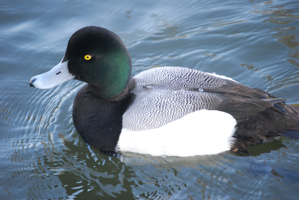 Greater scaup - song / call / voice / sound.