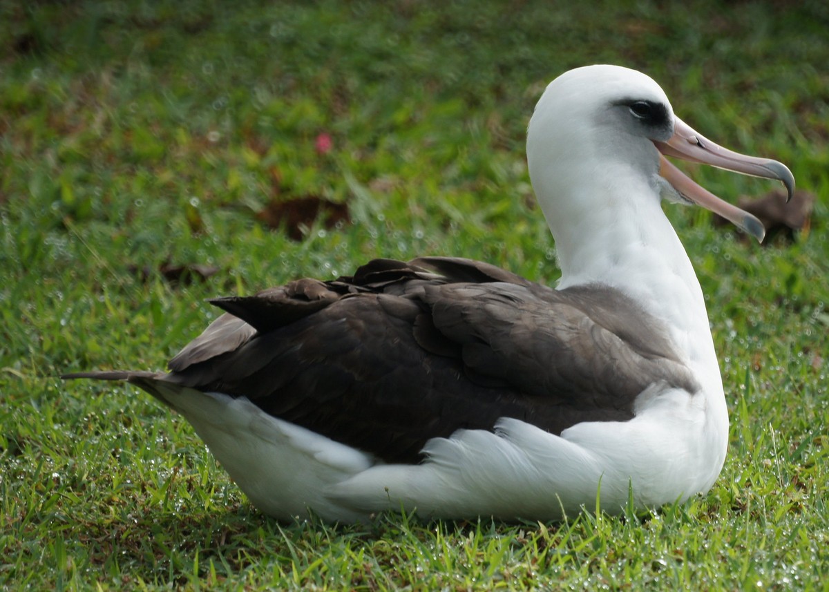 Laysan albatross - song / call / voice / sound.