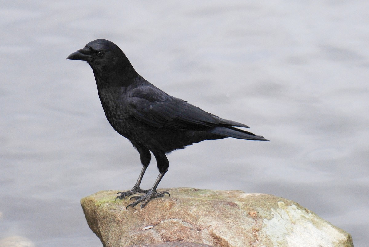 Northwestern crow - song / call / voice / sound.