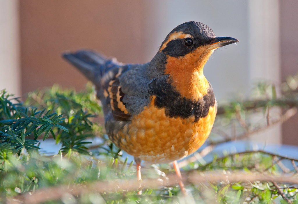 Varied thrush - song / call / voice / sound.